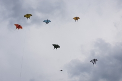 Gruppenbild Segelfalter