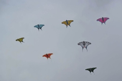Gruppenbild Segelfalter