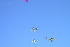 Hütten/ unsere Peters-Vögel