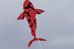 Zappelfisch-Hi-Utsuri von Karl-Heinz /Der Hi Utsuri ist ein schwarzer Koi mit roter oder orangefarbener Zeichnung. Bei ihm zieht sich das Schwarz wie eine Binde über den Körper.