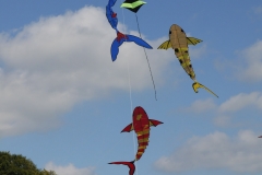 Zappelfisch bei der Vorführung in Hütten